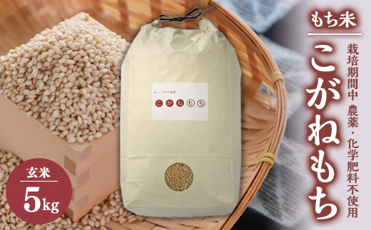 もち米　玄米5kg (栽培期間中　農薬不使用・化学肥料不使用)【配送不可地域：離島・沖縄県】