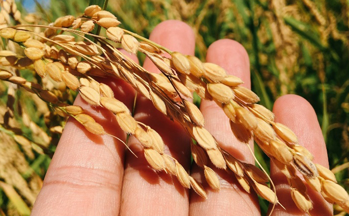 11月発送開始【令和7年度産】美少女イラスト 粒がひと回り大きい あきたこまち10kg（5kg×2袋）単一原料米【 米 お米 白米 精米 粒が大きい ふっくら 甘み 新米 先行予約 高品質米 ブランド米 銘柄米 秋田県 羽後町 】