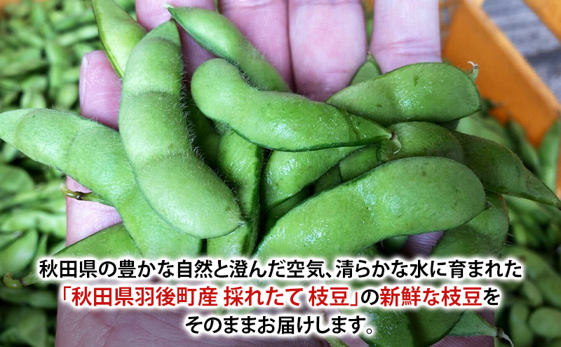 先行受付 秋田県 羽後町産 枝豆 1kg （250g×4） [えだまめ 簡単調理レンジ 国産 国産野菜 おつまみ]