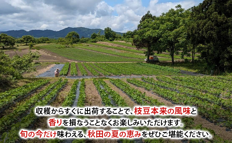 先行受付 秋田県 羽後町産 枝豆 1kg （250g×4） [えだまめ 簡単調理レンジ 国産 国産野菜 おつまみ]