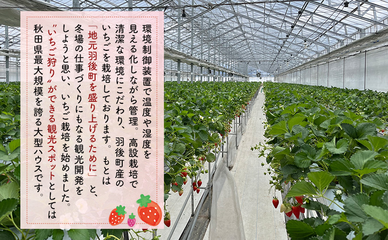 秋田県 羽後町産 訳あり いちご 品種指定不可 300g×2パック　[ いちご 苺 イチゴ フルーツ 果物 ]