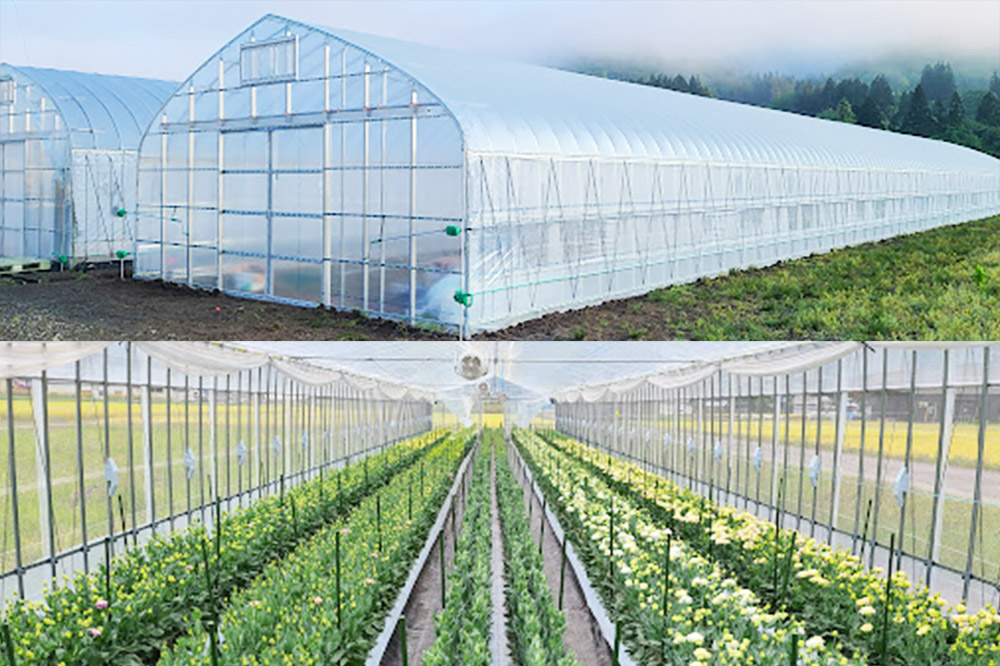 令和8年収穫分 花 生花 トルコギキョウおまかせセット (10～15本)【先行予約】 かねはちファーム【2026年8月下旬から順次発送予定】