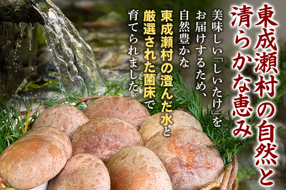 椎茸 あわびしいたけ 約1.5kg 滝ノ沢ファーム 菌床 シイタケ きのこ 食べ応え 肉厚 茸 秋田県 国産 大ぶり 高品質