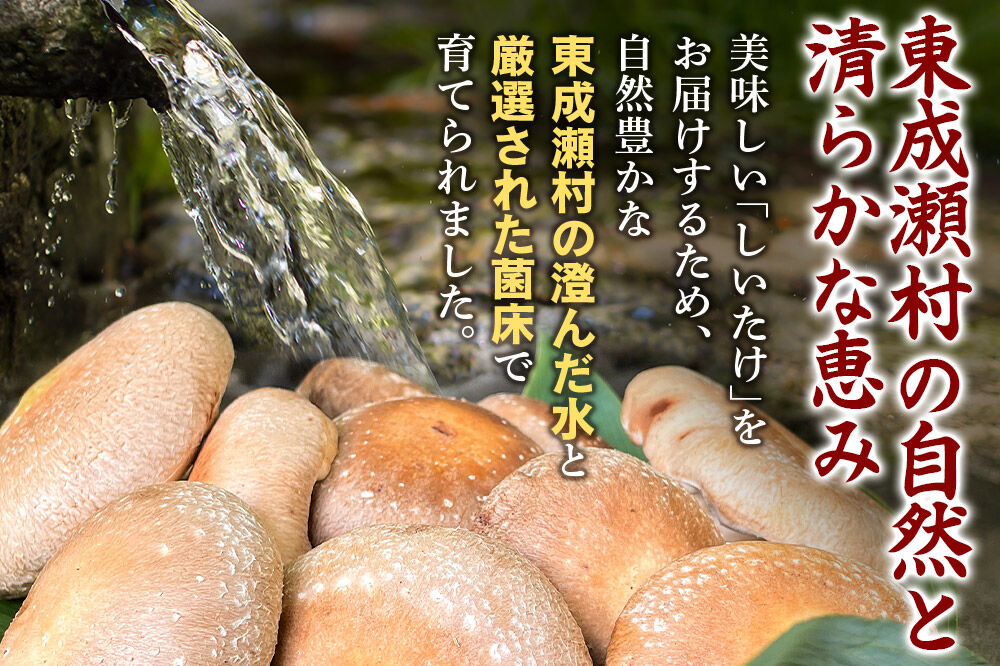 椎茸 仙人しいたけ 約1.5kg 滝ノ沢ファーム 菌床 シイタケ きのこ 食べ応え 肉厚 茸 秋田県 国産 大ぶり 高品質 [きのこ しいたけ 椎茸 シイタケ 東成瀬村 食べ応え 菌床 無農薬 農薬不使用 朝採り 新鮮 食感 ギフト 贈り物]
