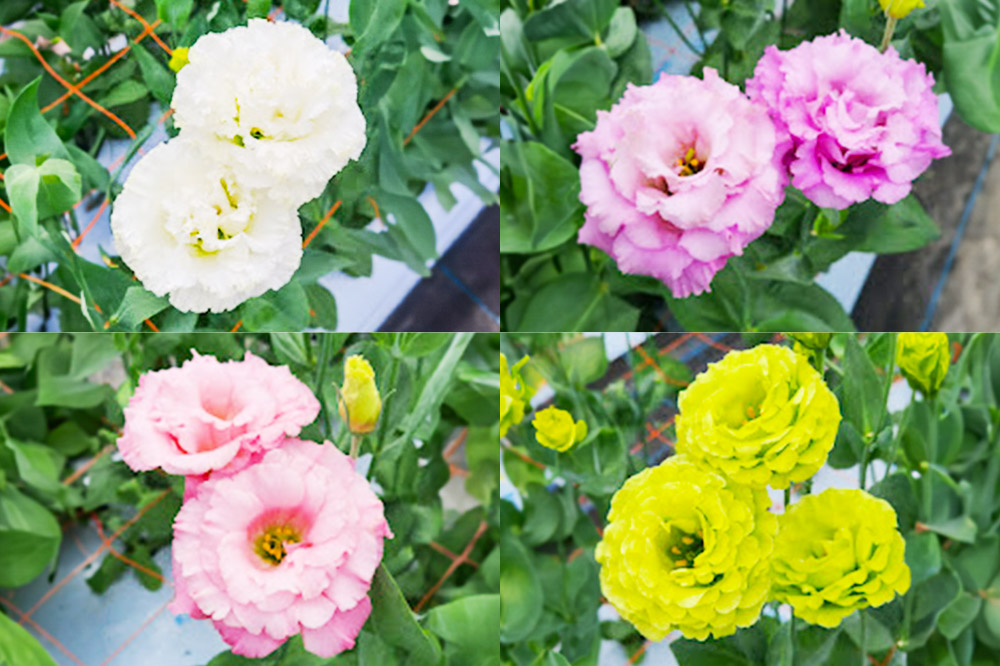 令和8年収穫分 花 生花 トルコギキョウおまかせセット (10～15本)【先行予約】 かねはちファーム【2026年8月下旬から順次発送予定】