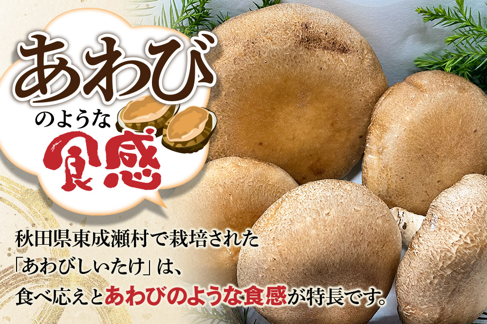 椎茸 あわびしいたけ 約1.5kg 滝ノ沢ファーム 菌床 シイタケ きのこ 食べ応え 肉厚 茸 秋田県 国産 大ぶり 高品質