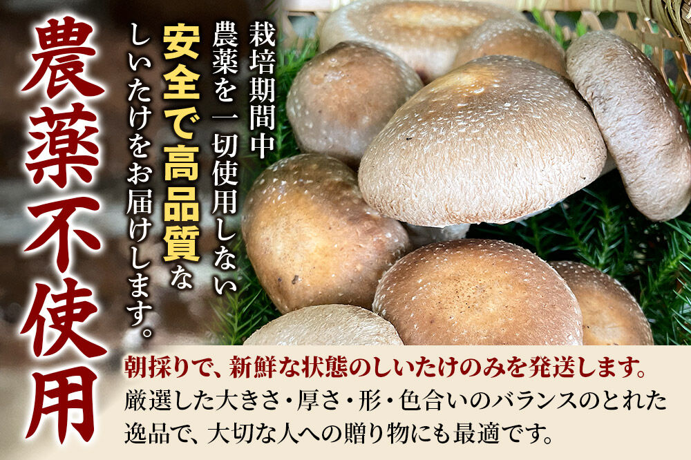 椎茸 仙人しいたけ 約1.5kg 滝ノ沢ファーム 菌床 シイタケ きのこ 食べ応え 肉厚 茸 秋田県 国産 大ぶり 高品質 [きのこ しいたけ 椎茸 シイタケ 東成瀬村 食べ応え 菌床 無農薬 農薬不使用 朝採り 新鮮 食感 ギフト 贈り物]