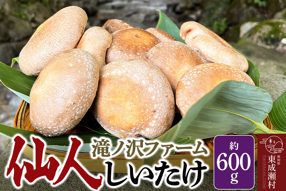 椎茸 仙人しいたけ 約600g 滝ノ沢ファーム 菌床 シイタケ きのこ 食べ応え 肉厚 茸 秋田県 国産 大ぶり 高品質 [きのこ しいたけ 椎茸 シイタケ 東成瀬村 食べ応え 菌床 無農薬 農薬不使用 朝採り 新鮮 食感 ギフト 贈り物]