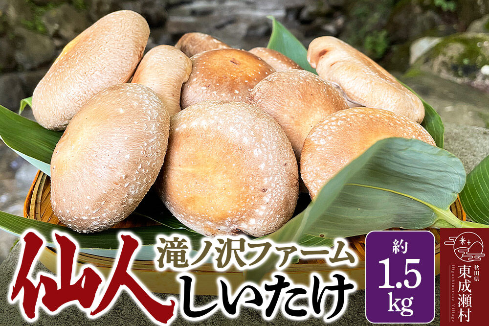 椎茸 仙人しいたけ 約1.5kg 滝ノ沢ファーム 菌床 シイタケ きのこ 食べ応え 肉厚 茸 秋田県 国産 大ぶり 高品質 [きのこ しいたけ 椎茸 シイタケ 東成瀬村 食べ応え 菌床 無農薬 農薬不使用 朝採り 新鮮 食感 ギフト 贈り物]