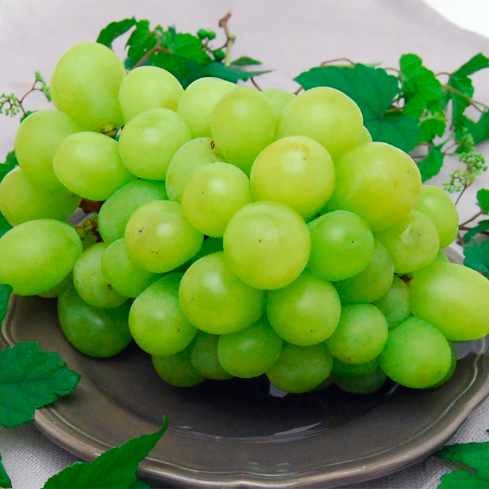 山形のぶどう シャインマスカット 2房(1房600g以上)【令和8年