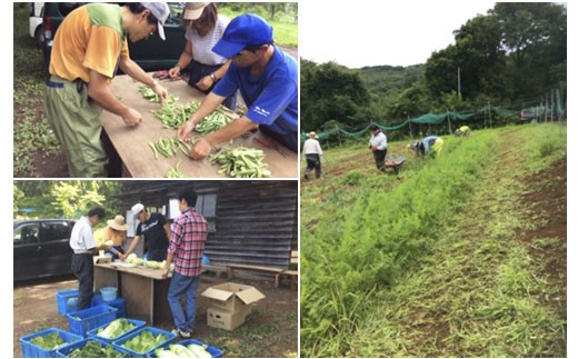 旬の野菜詰合せ【障がい者支援】 FZ19-523