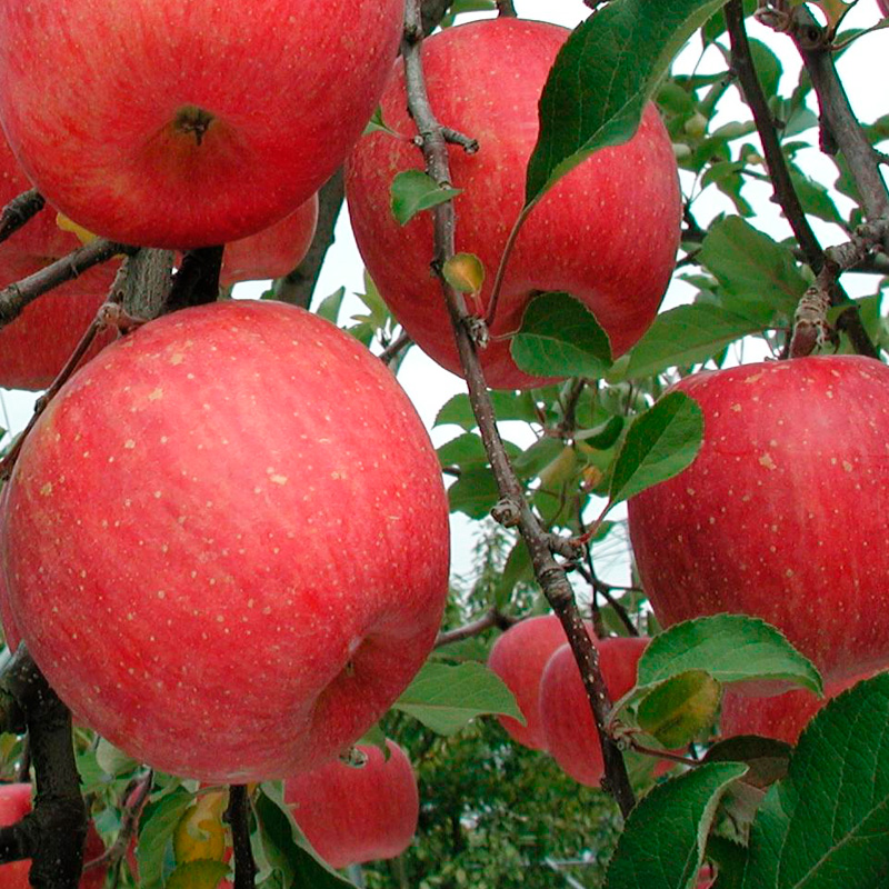 山形産 無袋栽培 ふじりんご 特秀 5kg (13～20玉) FY25-816