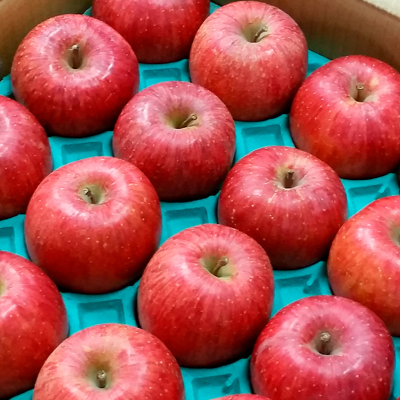 【特選】山形のサンふじりんご 約10kg 特秀品(20～50玉) FZ19-14