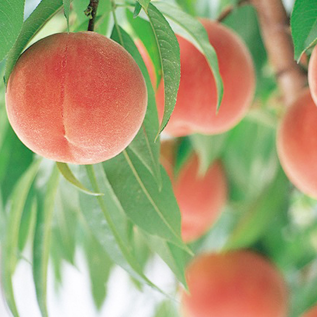 硬い食感が人気！山形産パリパリの硬い桃 約2kg【令和8年産