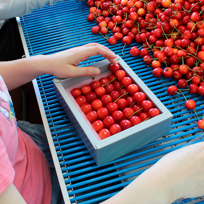 山形産 大粒さくらんぼ 紅秀峰 特選 手詰め 約600g 山形セレ