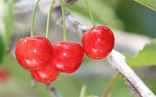★母の日★山形さくらんぼ 佐藤錦 チェリコン化粧箱 200g L