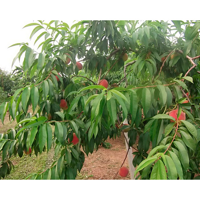 山形産白桃約5kg(13～16玉)[やわらかくなる桃]【令和8年産先