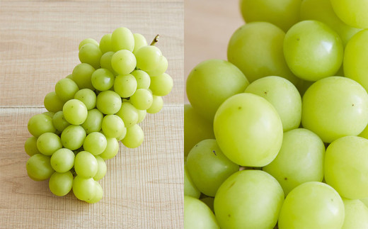 大房シャインマスカット ロイヤルサイズ 1房(900g～1kg)【令