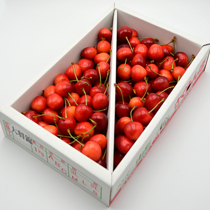 山形のさくらんぼ 大将錦 1kg Lサイズ以上 バラ詰 【令和8年