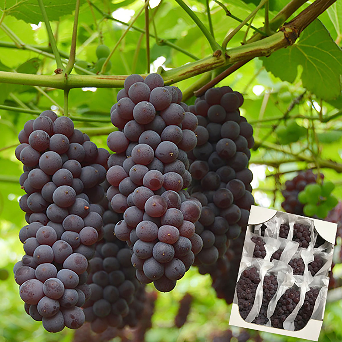 山形のぶどう デラウエア 約2kg(L～3L/10～16房)【令和8年産先