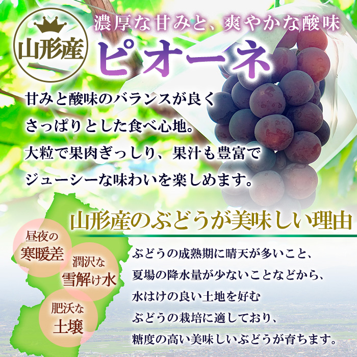 山形のぶどう ピオーネ 秀品 約2kg(2～5房)[10月発送]【令和8