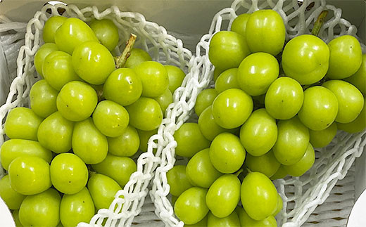 厳選！大粒で大房のシャインマスカット 秀品 2～3房入り（