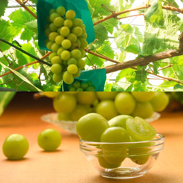 【定期便4回】栽培のプロが選ぶ山形の秋冬プレミアムフル