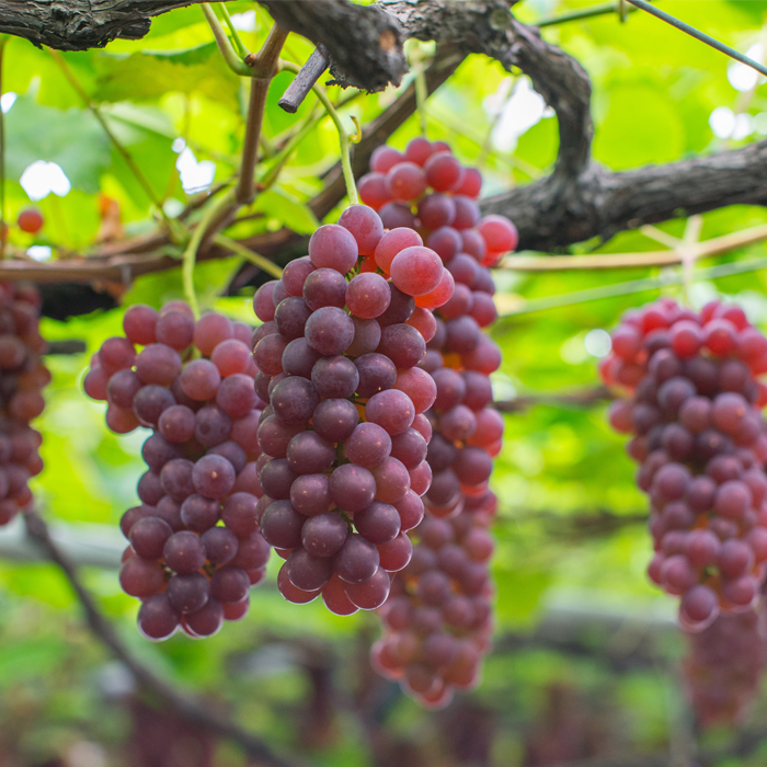 【こんのぶどう園】山形本沢産 ぶどう デラウェア 秀L以上 