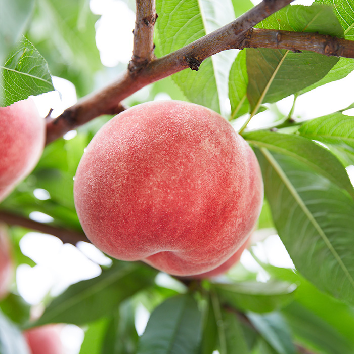 【定期便2回】やまもりやまがたの秋冬定期便～もも・りん