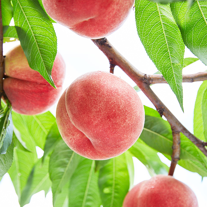 桃農家さんおすすめ！山形のおいしい桃 2kg[柔らかくなる桃