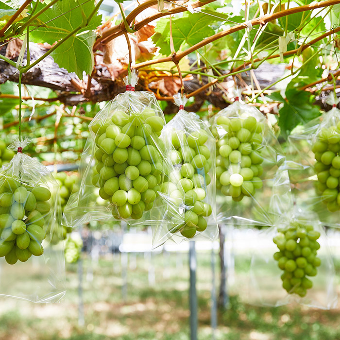 ～秋のご褒美～シャインマスカット1房 600g以上【令和8年産