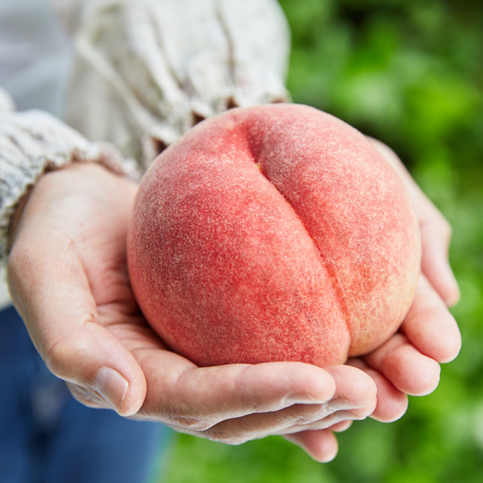 【定期便3回】～桃好きな方専用～もも定期BOX～ 【令和8年