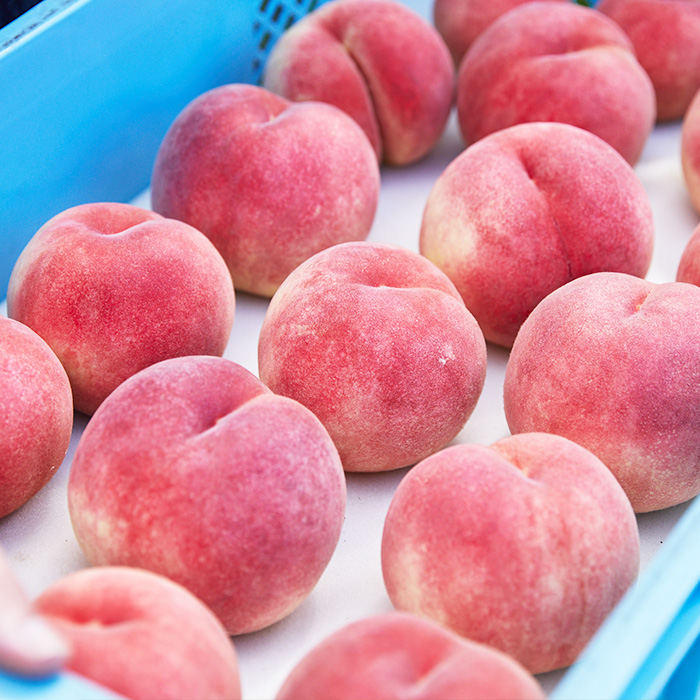 【硬い桃好きの方へ】大人気！おどろきのパリパリ食感！