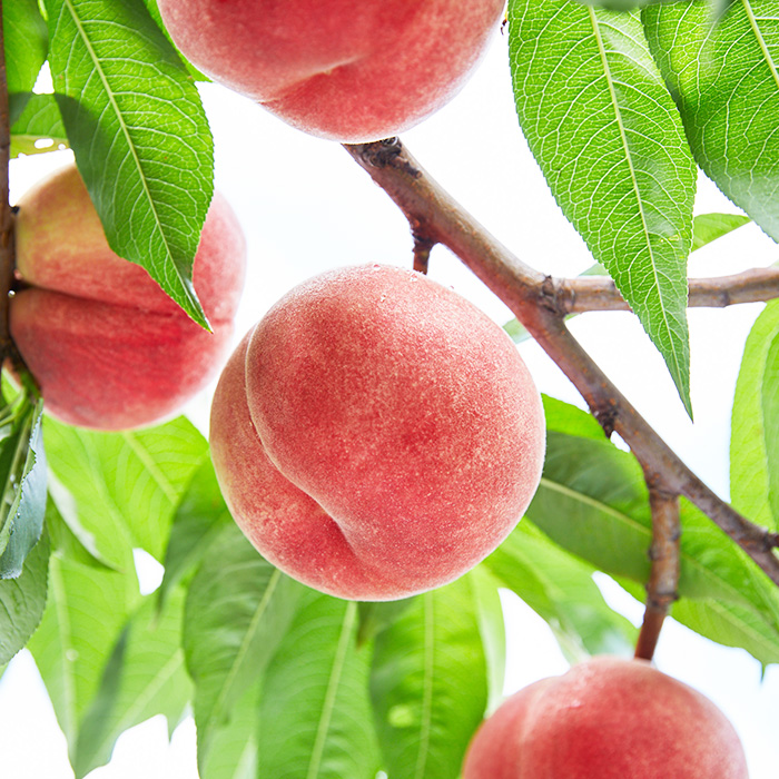 ～私のおススメ～山形産 もも 2kg【玉うさぎ】 【令和8年産