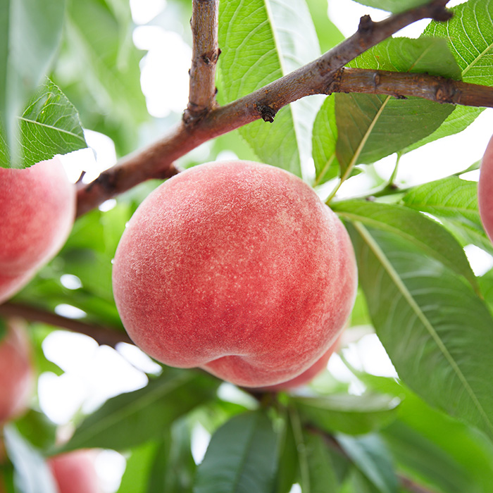 【定期便2回】人気くだものコンビ！定期便～ももとシャイ