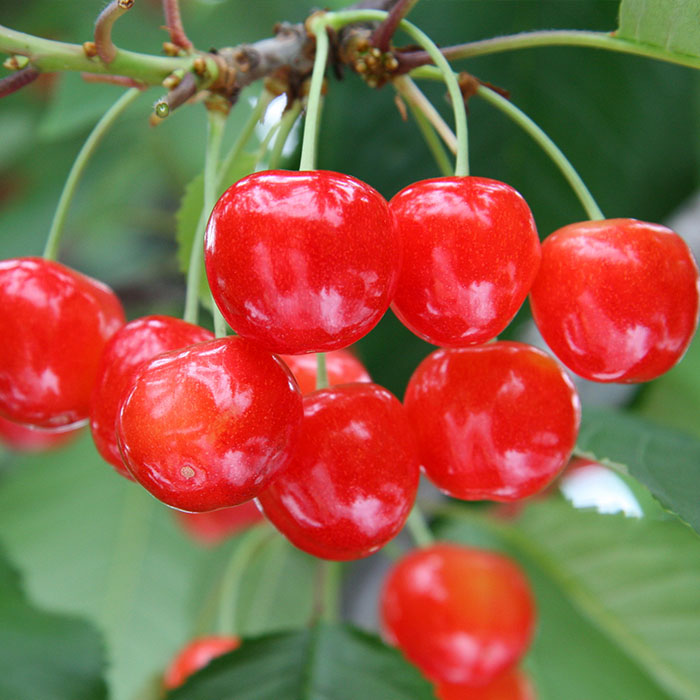 【定期便5回】山形果実の彩 【令和8年産先行予約】FS25-681