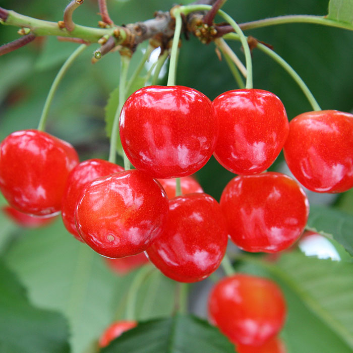 【定期便3回】山形果実ベスト3 【令和8年産先行予約】FS25-68