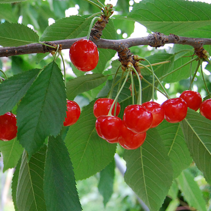 【定期便3回】山形のフルーツ定期便(さくらんぼ・シャイン