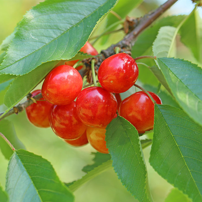 さくらんぼ 佐藤錦 秀L 800g(200g×4パック)  FZ23-001