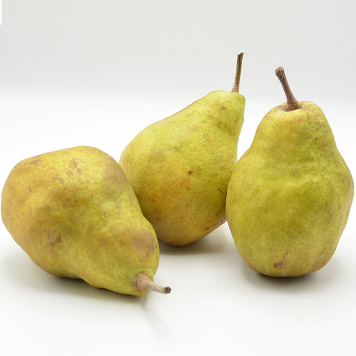 山形の洋梨 シルバーベル 秀品 約5kg(6～20玉) FZ23-312