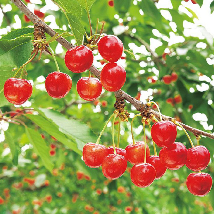 山形産 さくらんぼ 佐藤錦 秀 L～2Lサイズ 800g(200g×4パック)  