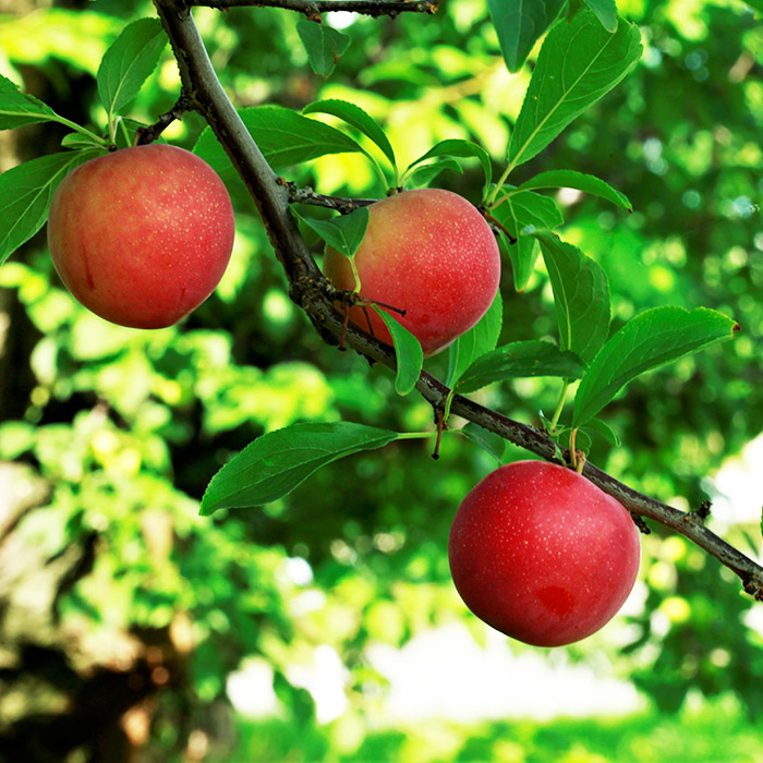 山形県産 秋姫(あきひめ) 秀品 3L以上 約1.5～2kg(12～18玉)【令