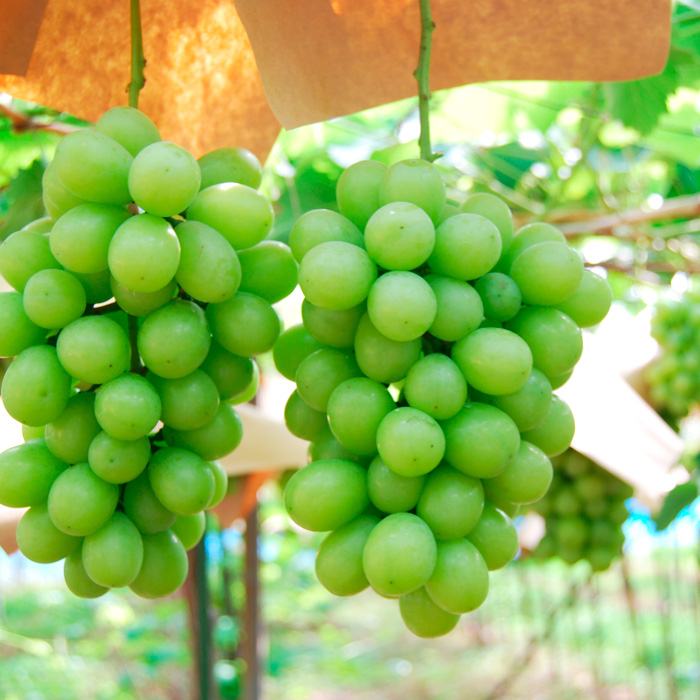 【秋から始まる定期便3回】山形のフルーツ定期便(シャイン