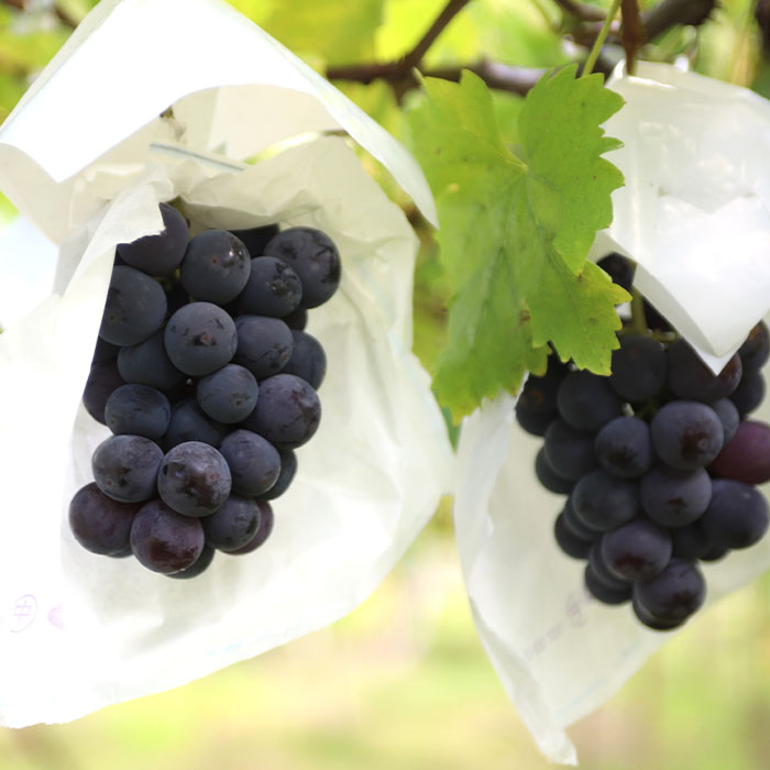 山形産 ぶどう 大人気！ピオーネ 約1.5kg 【令和8年産先行予