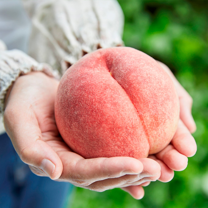 山形9月の白桃 [硬めの桃] 秀品 約3kg 【令和8年産先行予約】