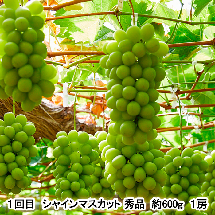 【定期便3回】秋から始まる！山形もぐもぐフルーツ定期便 