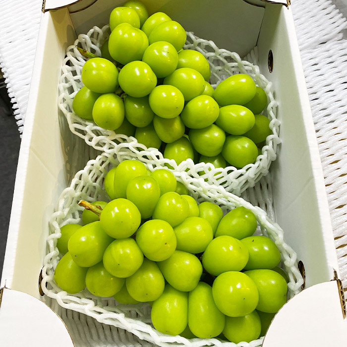 【期間限定】希少！冬のシャインマスカット 秀品 2房入り (