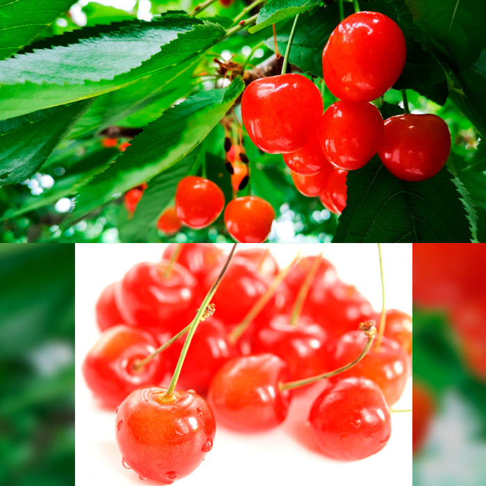 【定期便3回】みのりの山形～満喫定期便～ 【令和7年産先