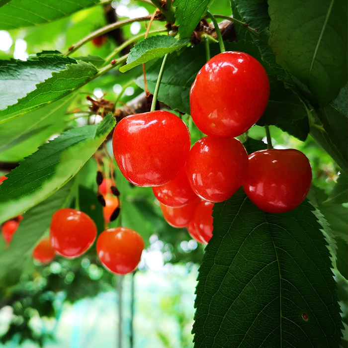 山形産 さくらんぼ 佐藤錦 Lサイズ 約1kg 【令和7年産先行予