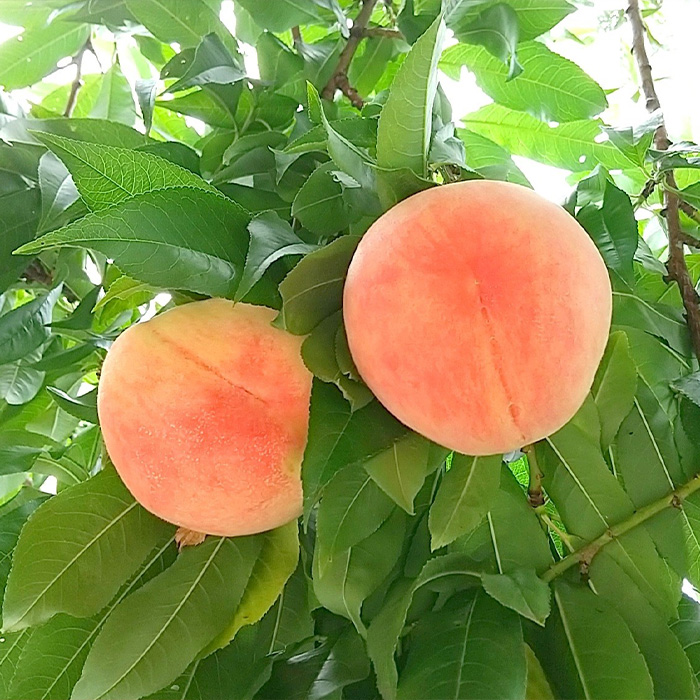 山形産 もも (品種・玉数お任せ) 【令和7年産先行予約】FS23-